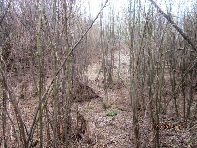 Overgrown path through sunnyside cemetery